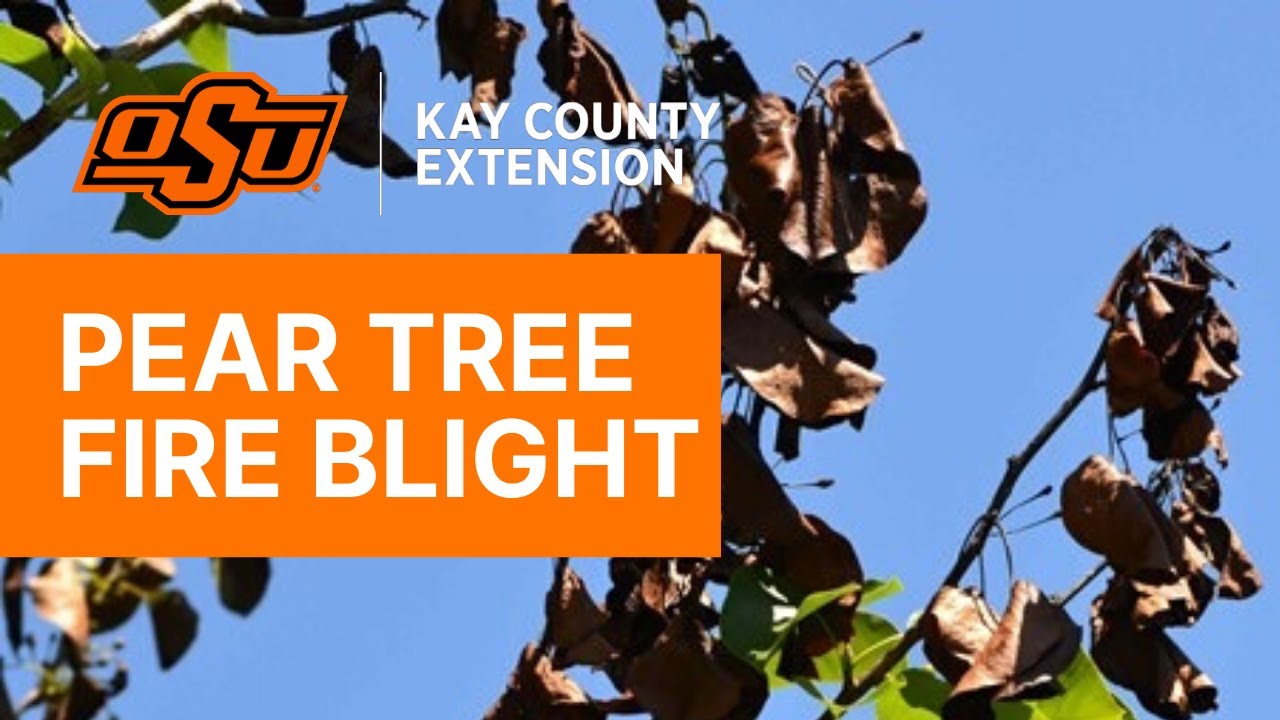 Pear Tree Fire Blight - Kay County OSU Extension Field Reports