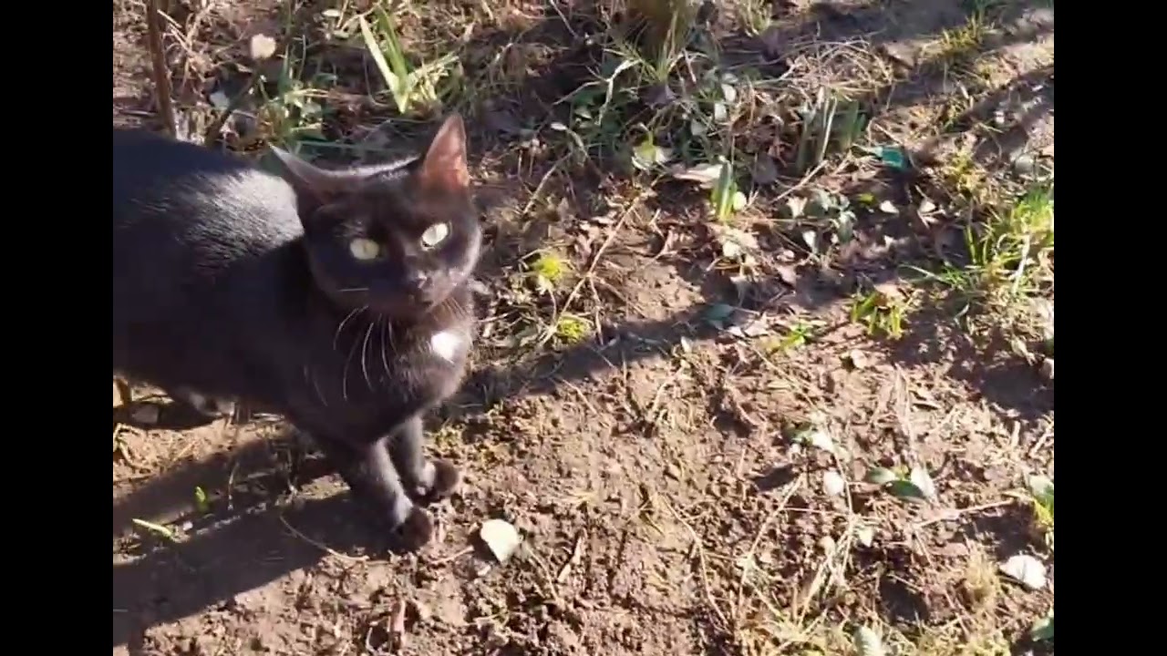 Kikelet, hóvirágok,  kutyusok, cicák, virágok