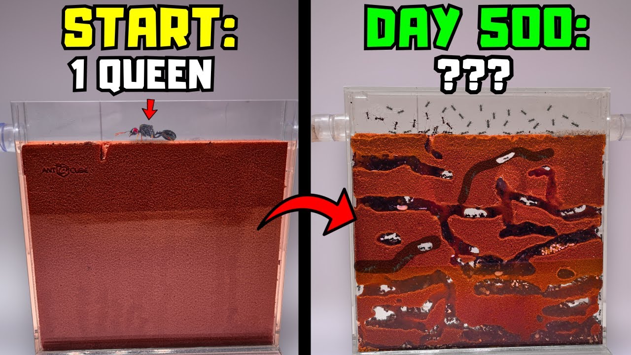 Raising An Ant Colony For 500 Days