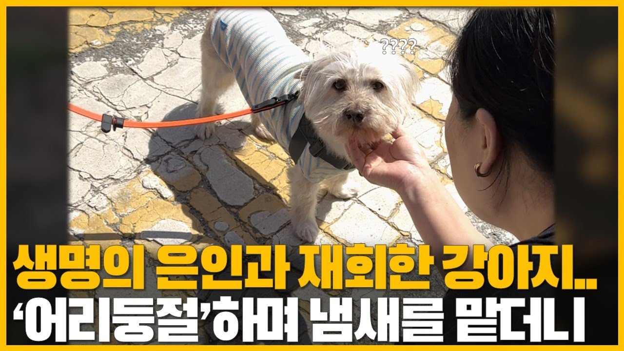 8년 전 생명의 은인과 재회한 강아지.. 익숙한 냄새가 나자.. '감동 반응'