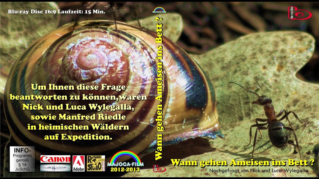 WANN GEHEN AMEISEN INS BETT ?