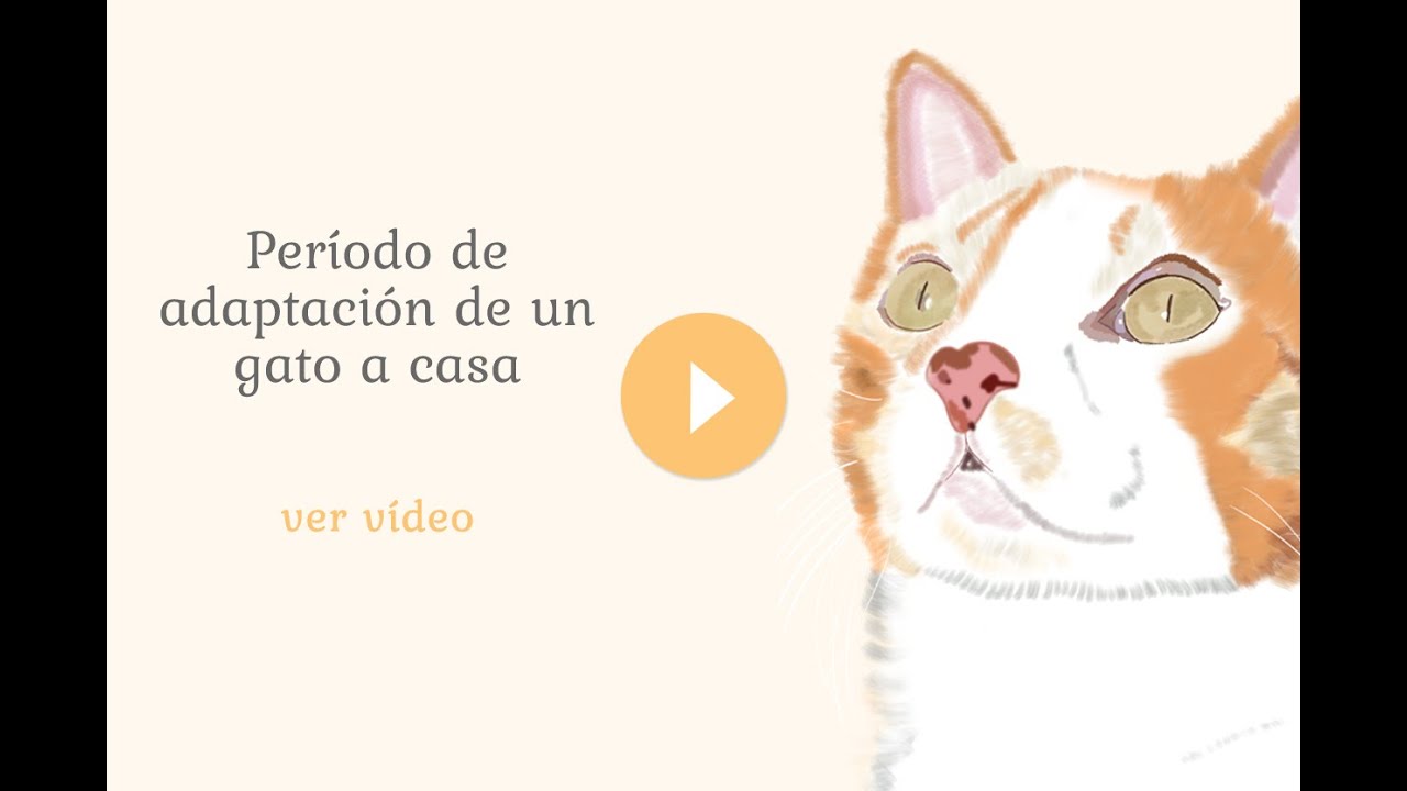 Período de adaptación de un gato a casa