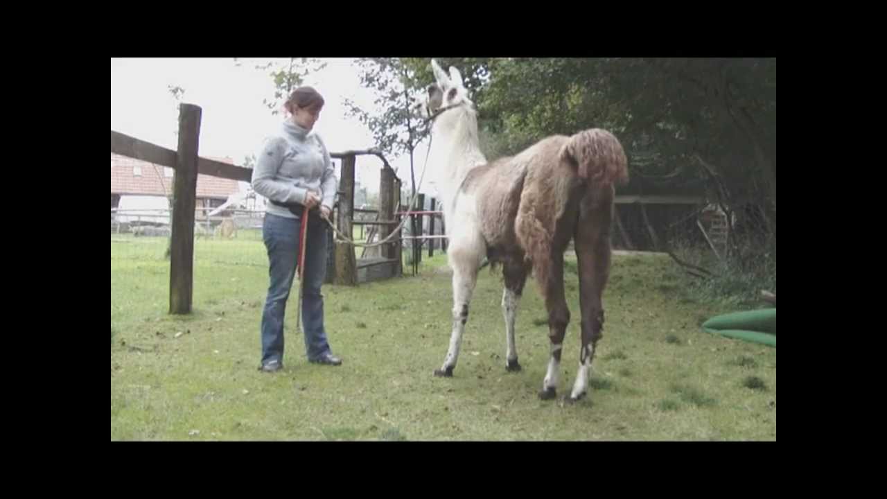 Clickertraining mit Lamas