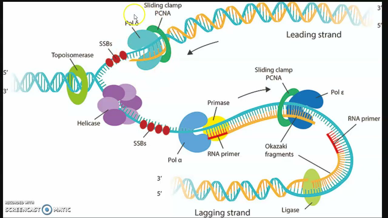 RIPASSONE - Biologia molecolare 2: Replicazione, trascrizione e traduzione