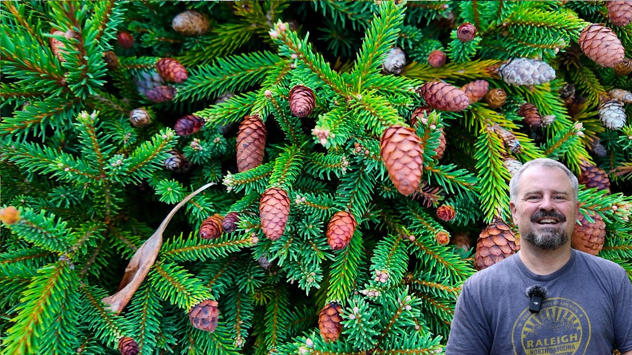Over 25 Beautiful Specimen Conifers That Transform a Garden