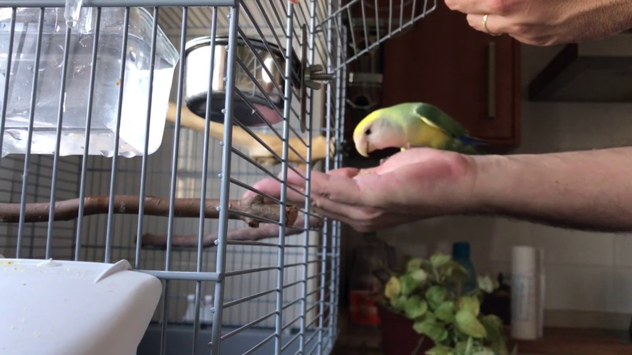 Cómo meter en la jaula a mi Agaporni