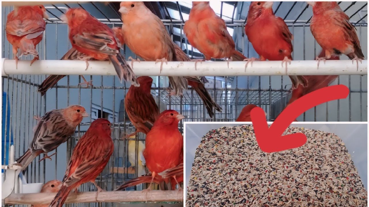 Mudanças na Alimentação das Aves