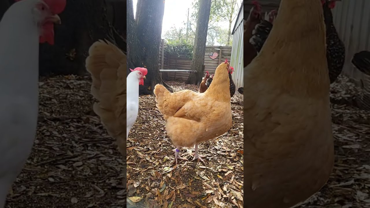 #Mama's Place is Live #chicken #lifeisbutadream #shorts #love #birds