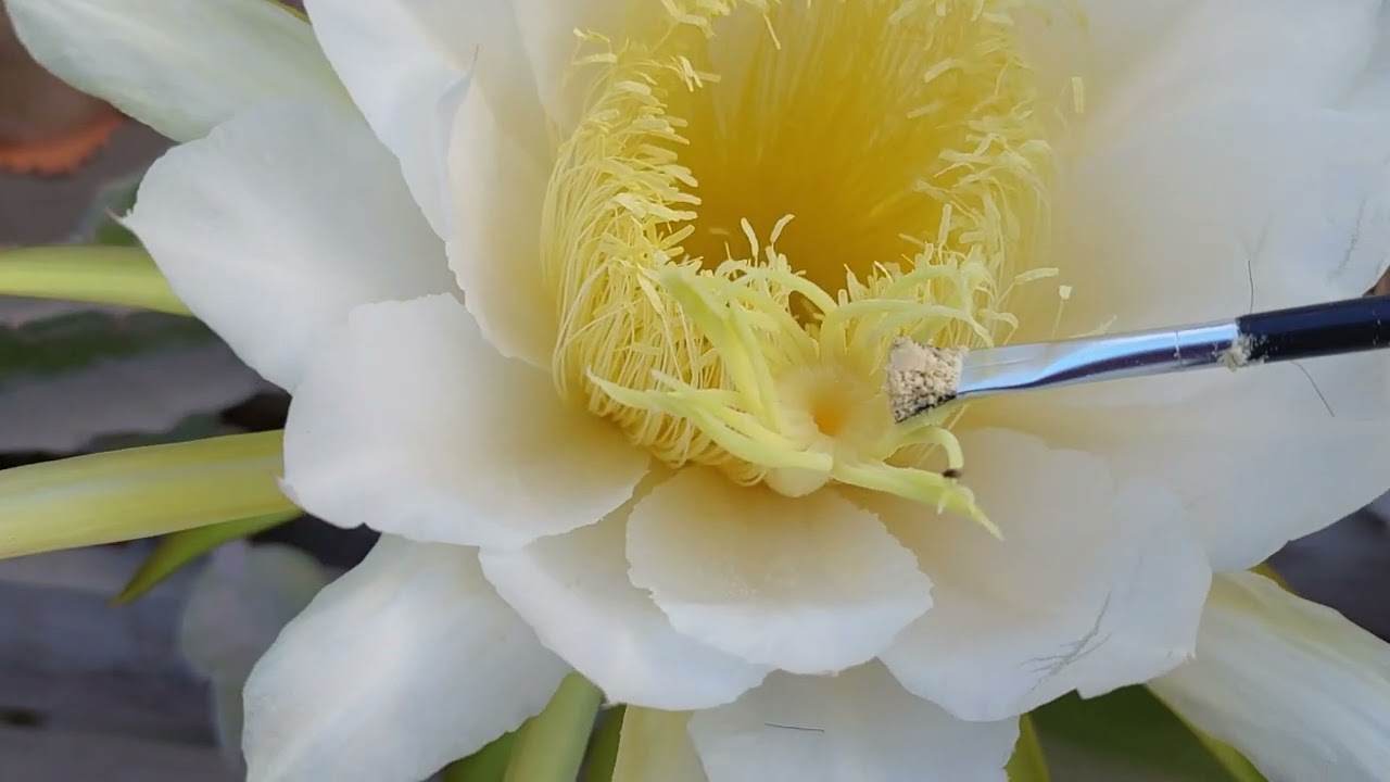 polinizar manualmente la pitahaya 100% efectivo