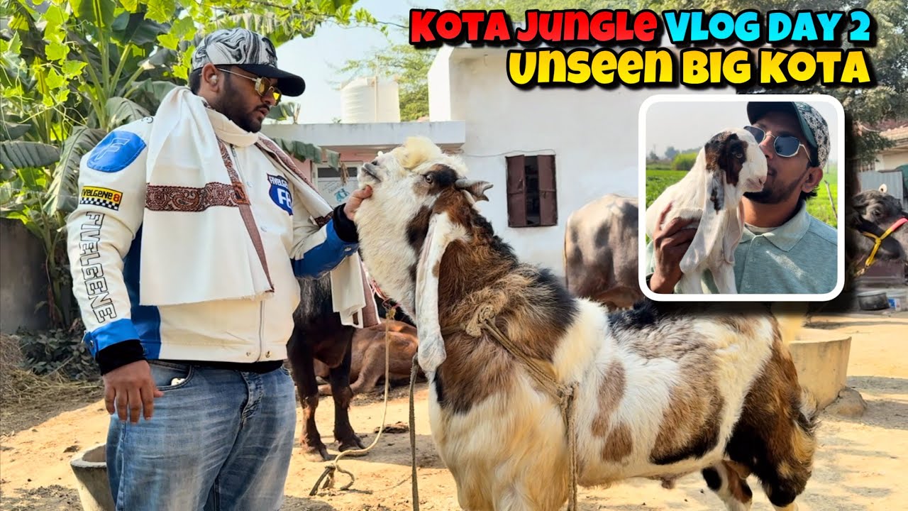 KOTA JUNGLE VLOG DAY 2 | BIG HIDDEN KOTA Goats of KOTA JUNGLE