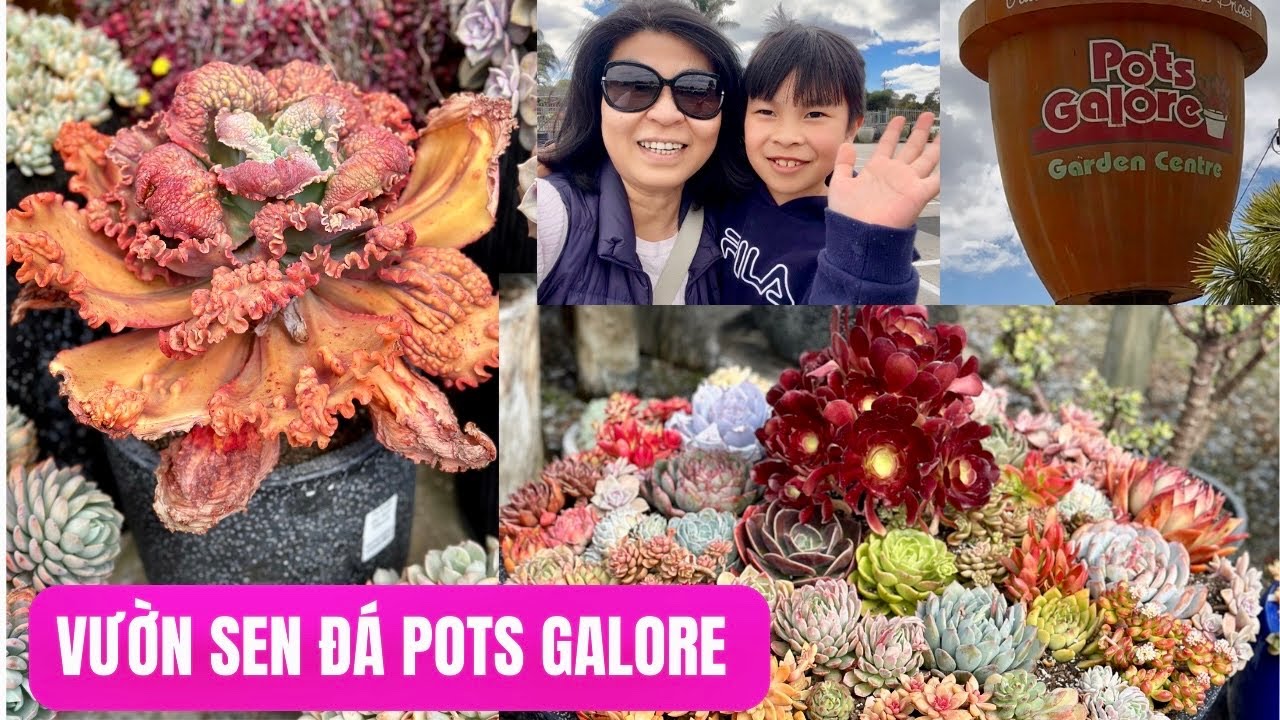 VƯỜN SEN ĐÁ Người Việt Lớn Nhứt Melbourne 😍 | Succulents Nursery Garden Tour 🪷 #succulent #senda