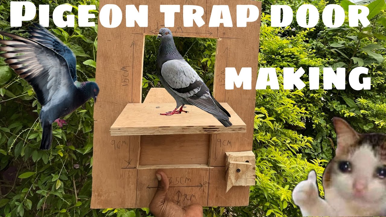 Pigeon trip door making full videos
