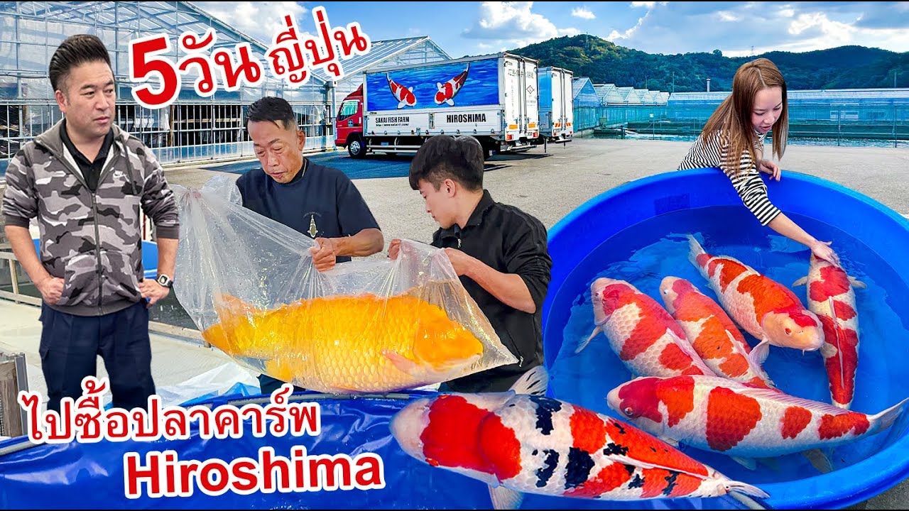 5 วันที่ญี่ปุ่น ไปซื้อปลาคาร์พที่ Hiroshima  Sakai ,Oyama ,Tamaura ,Takigawa
