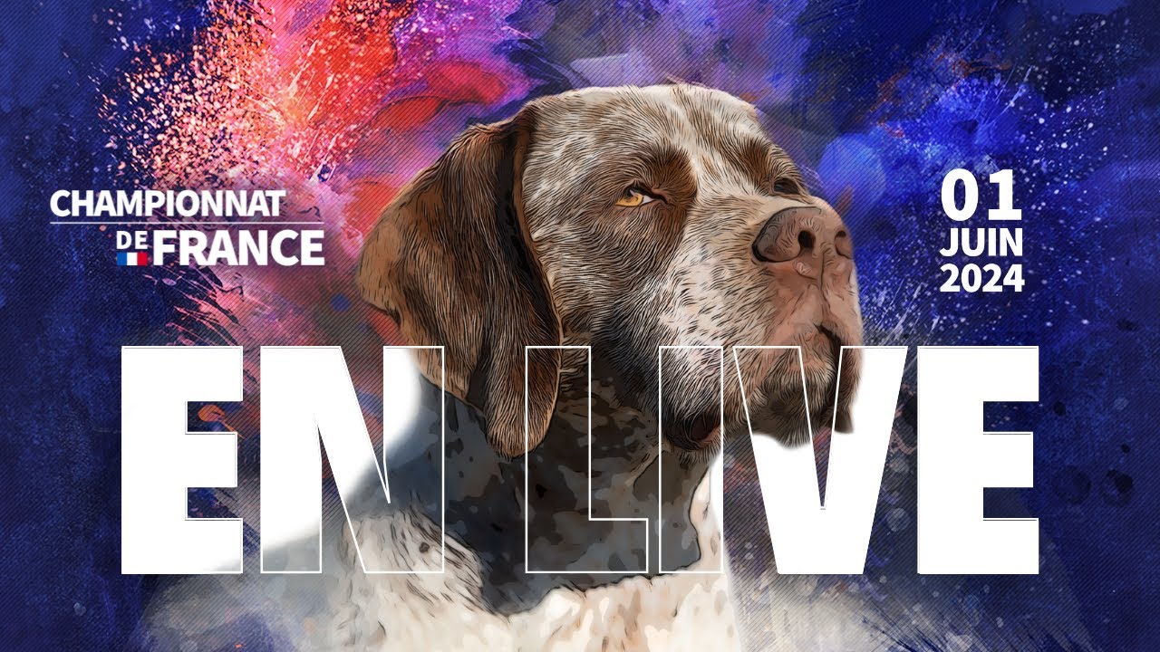 En direct du Championnat de France du chien de race - 1er juin 2024