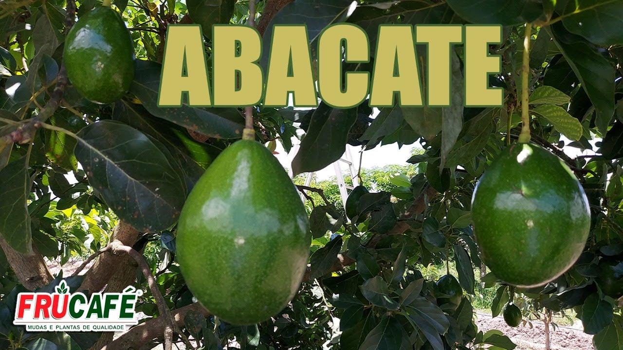 ABACATE - Cultivares, Grupo Floral e Época de Maturação.