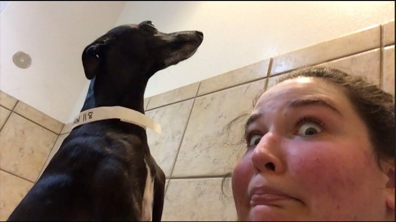 this vlog is 90% cats and dogs | vlogmas #23