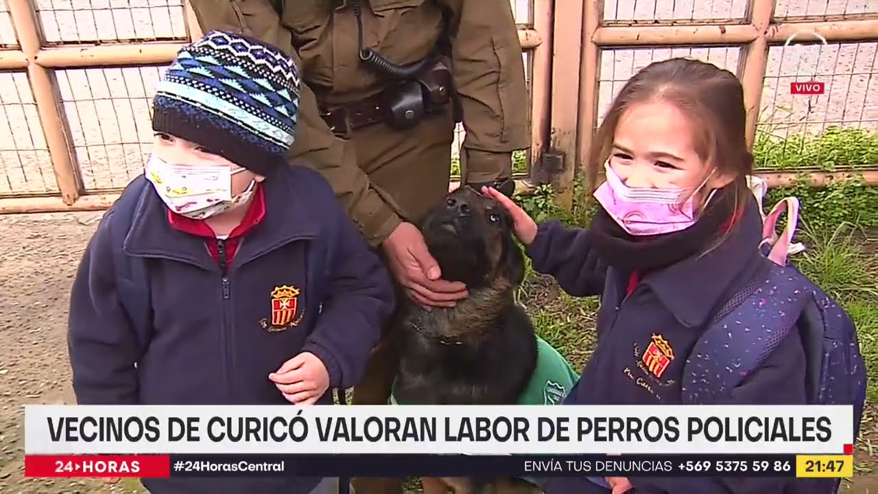 La "Epopeya" de Curicó: la perra policial que detuvo a delicuente
