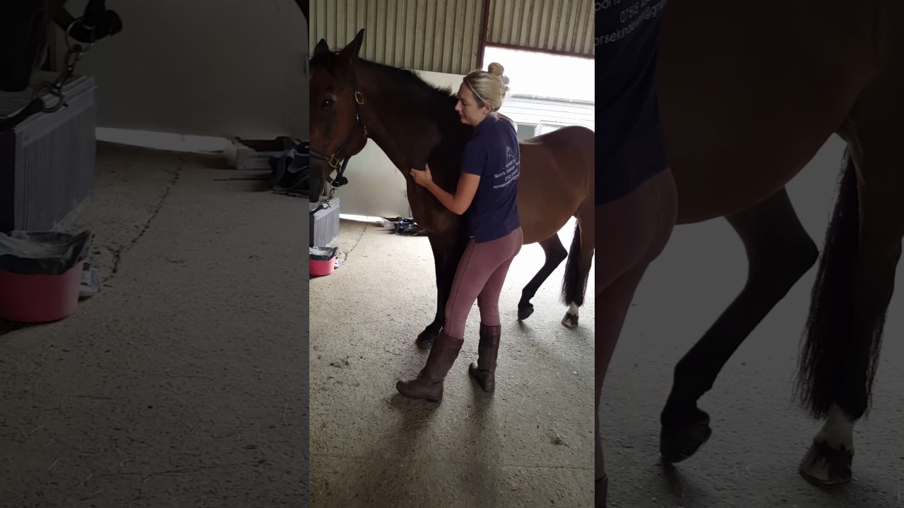 Equine Sports Massage - Poll & Neck