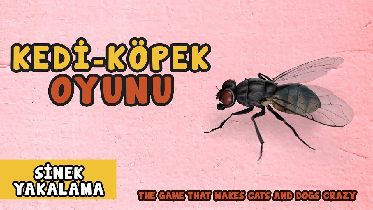 Игра &laquo;Кошка и собака 21&raquo; &mdash; Ловля мух | Супер видео о ловле мух для кошек 😻