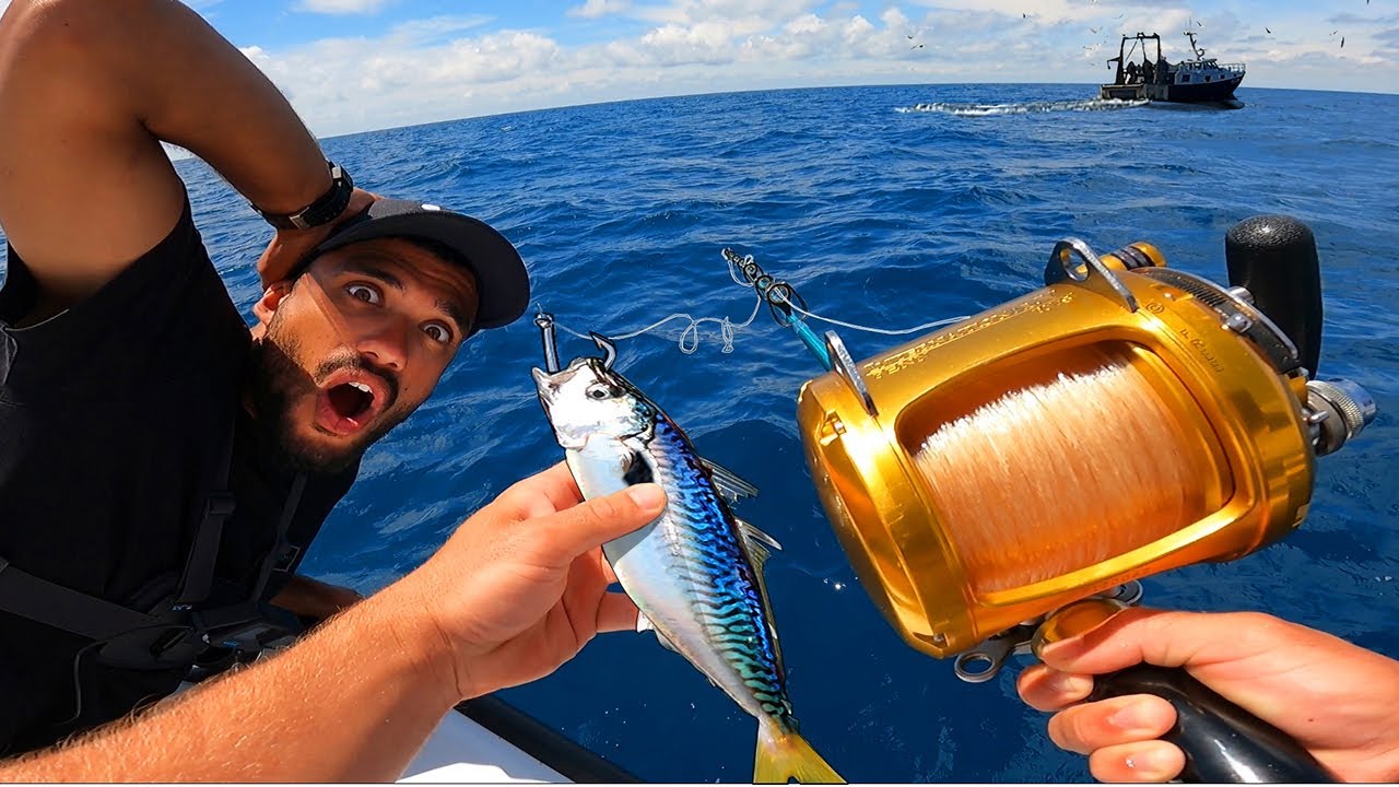 Des Requins chassent près de la côte ! Le poisson le plus fou de ma vie…