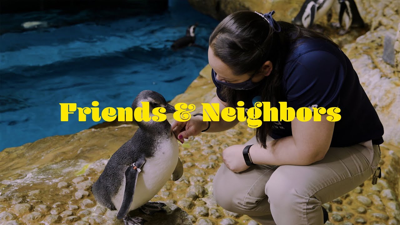 Friends & Neighbors | Penguins! At the Shedd Aquarium
