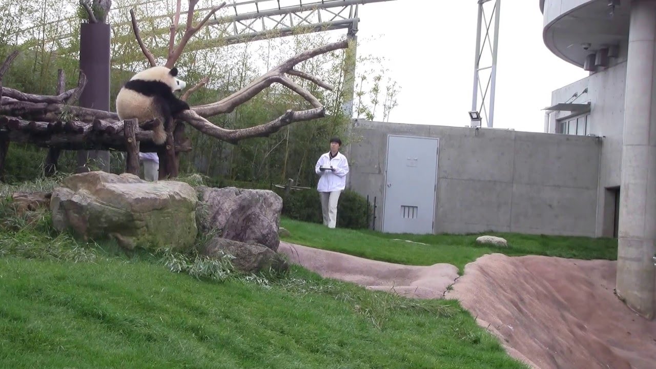 #1-27 April 2016 Ouhin and Touhin at Adventure world, Japan