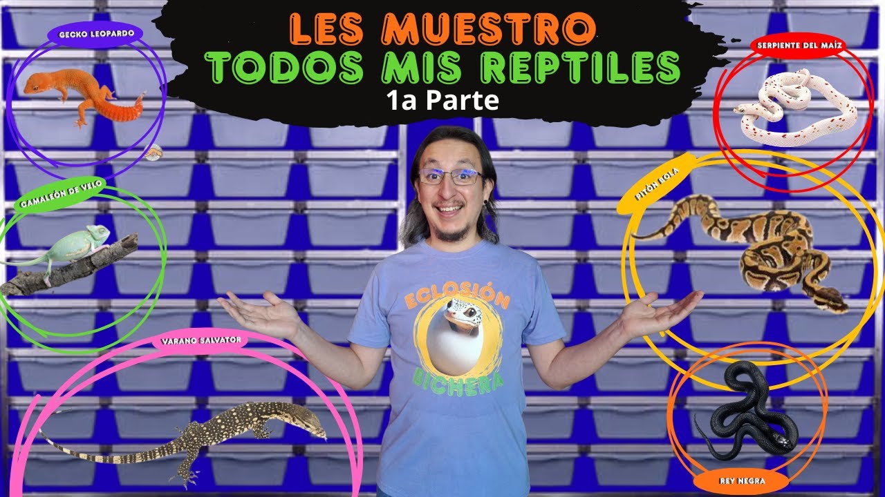 Les muestro TODOS MIS REPTILES 🦎🐍😁 1a Parte.