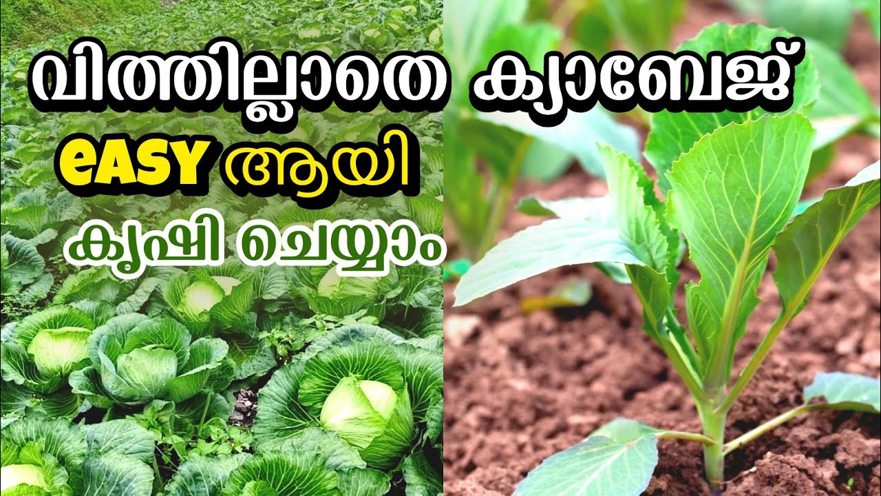 വിത്തില്ലാതെ ക്യാബേജ് തൈകൾ ഉണ്ടാക്കിയെടുക്കാം 🤔| Growing cabbage without seeds | storiesofneethuabhi