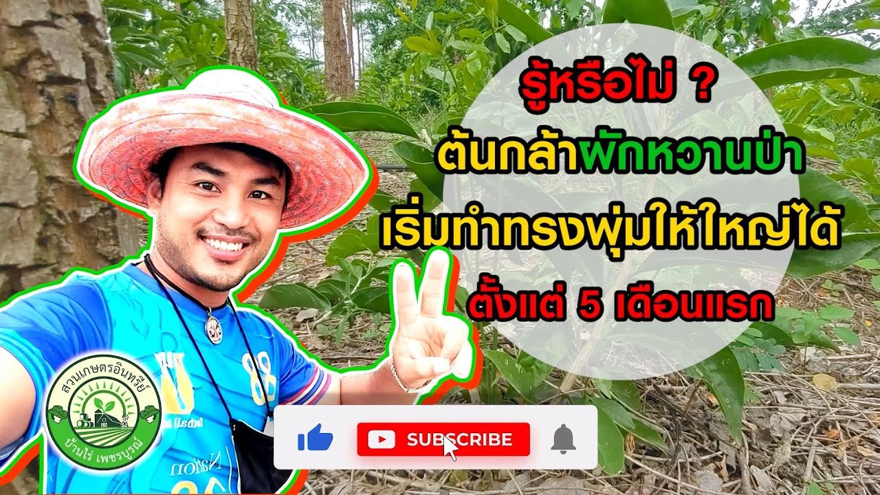 รู้หรือไม่? ต้นกล้าผักหวานป่า สามารถสร้างทรงพุ่มให้ใหญ่ได้ตั้งแต่อายุ 5 เดือน