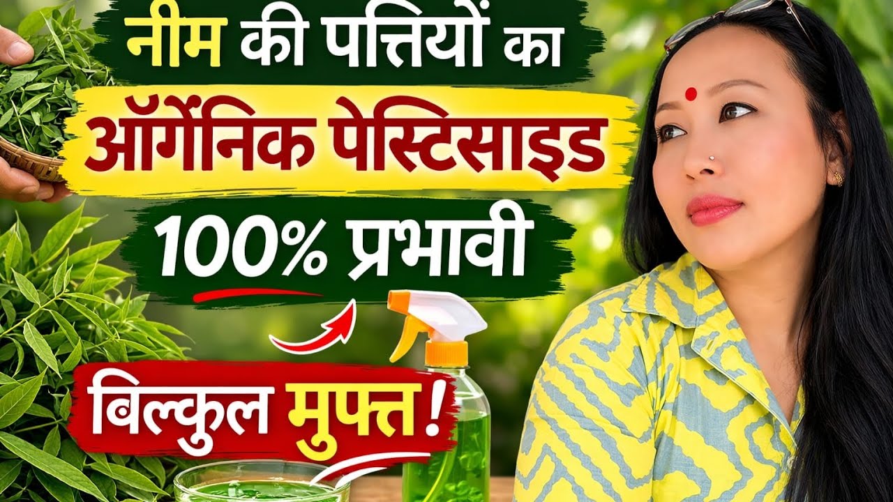 🔴नीम की पत्तियों से बनाएं कीटनाशक वह भी एकदम आसान  तरीके से Homemade Pesticide For Plants 
