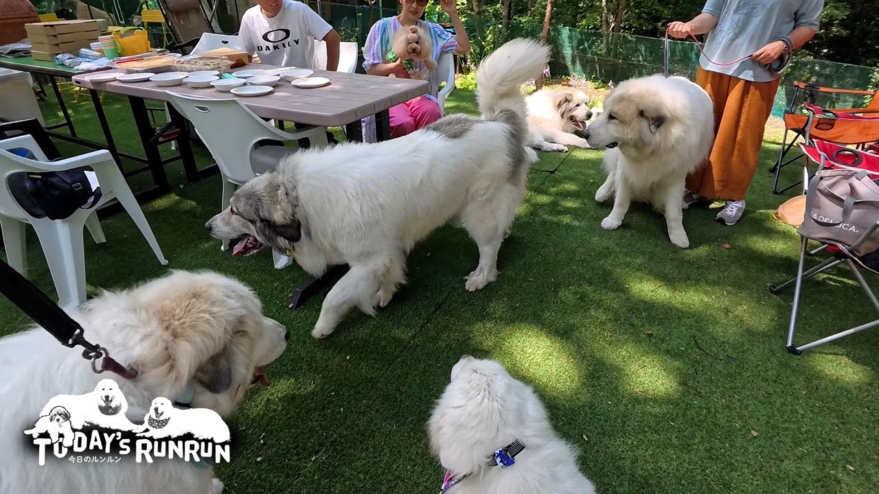 お友達が遊びに来てくれて楽しかったルンルンとアランとベルです　Great Pyrenees　グレートピレニーズ