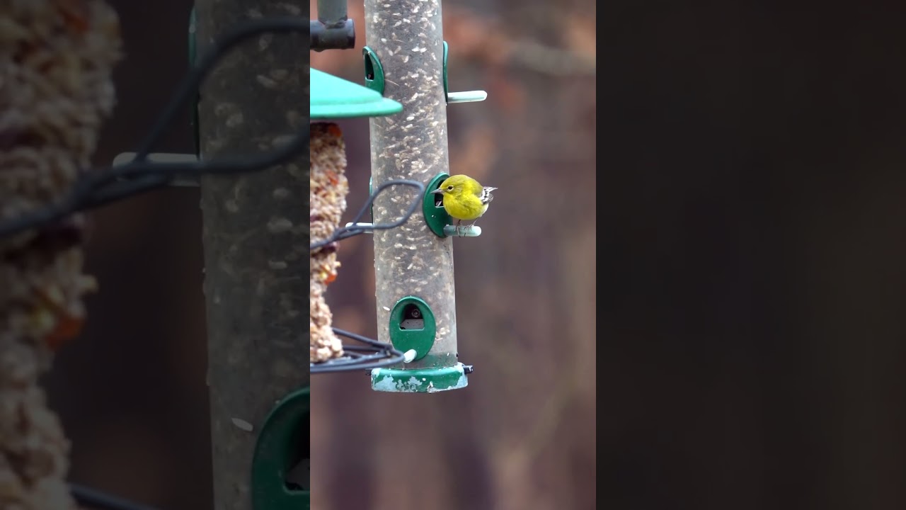 Pine Warbler bright yellow