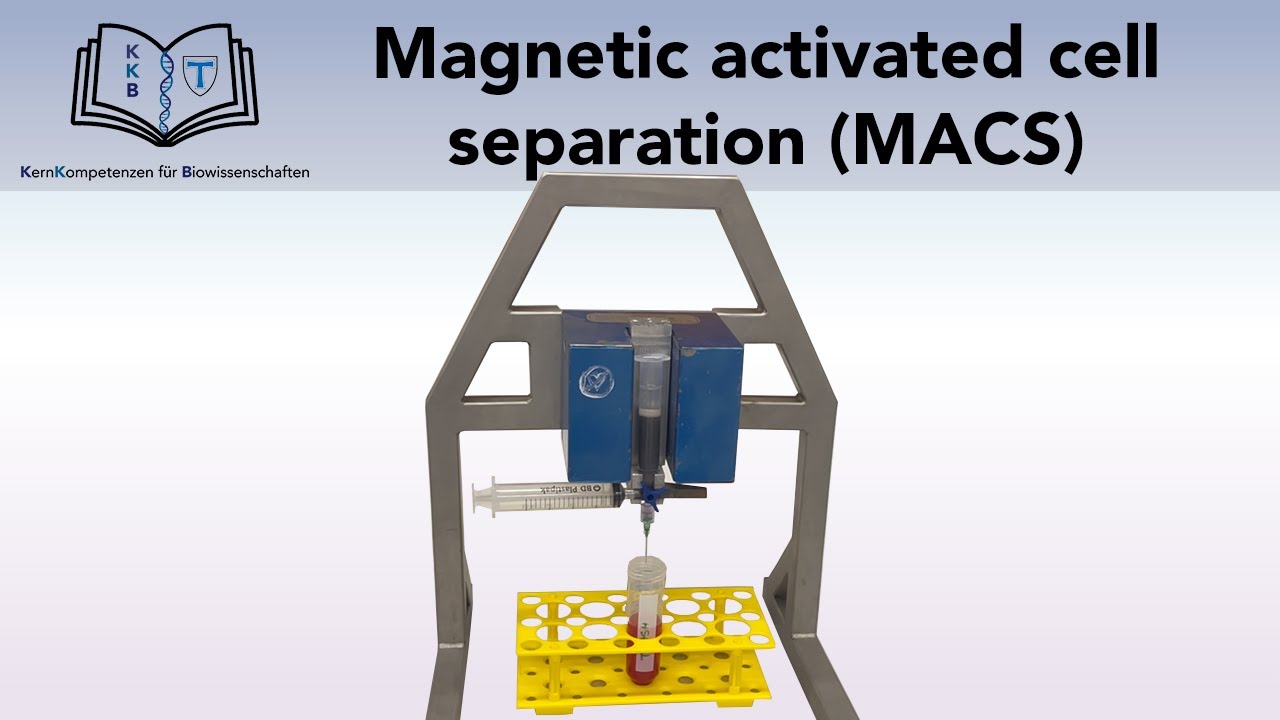 MAGNETIC ACTIVATED CELL SEPARATION (MACS)
