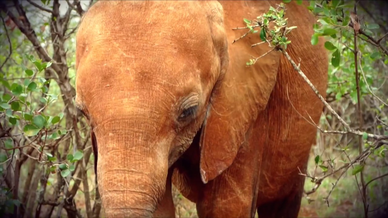 Maisha's Rescue | Sheldrick Trust