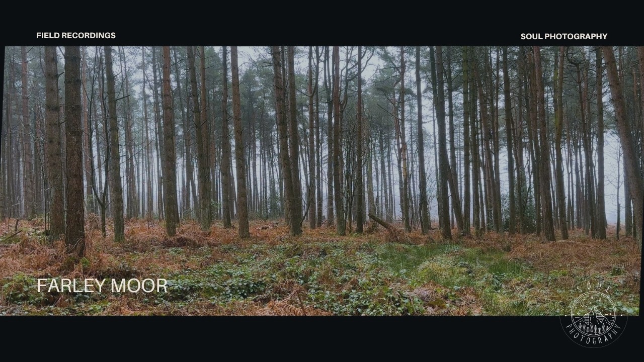 UK Winter Forest Rain Sounds (3+ Hours) | Derbyshire Plantation | Birdsong for Sleep & Focus
