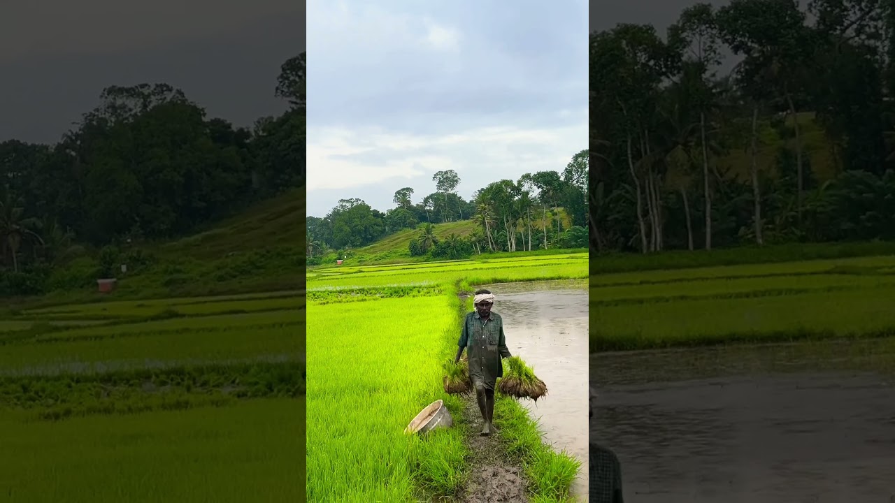 കൃഷി #kerala #kollam #agriculture #farming #keralaagriculture #krishi #krishinews