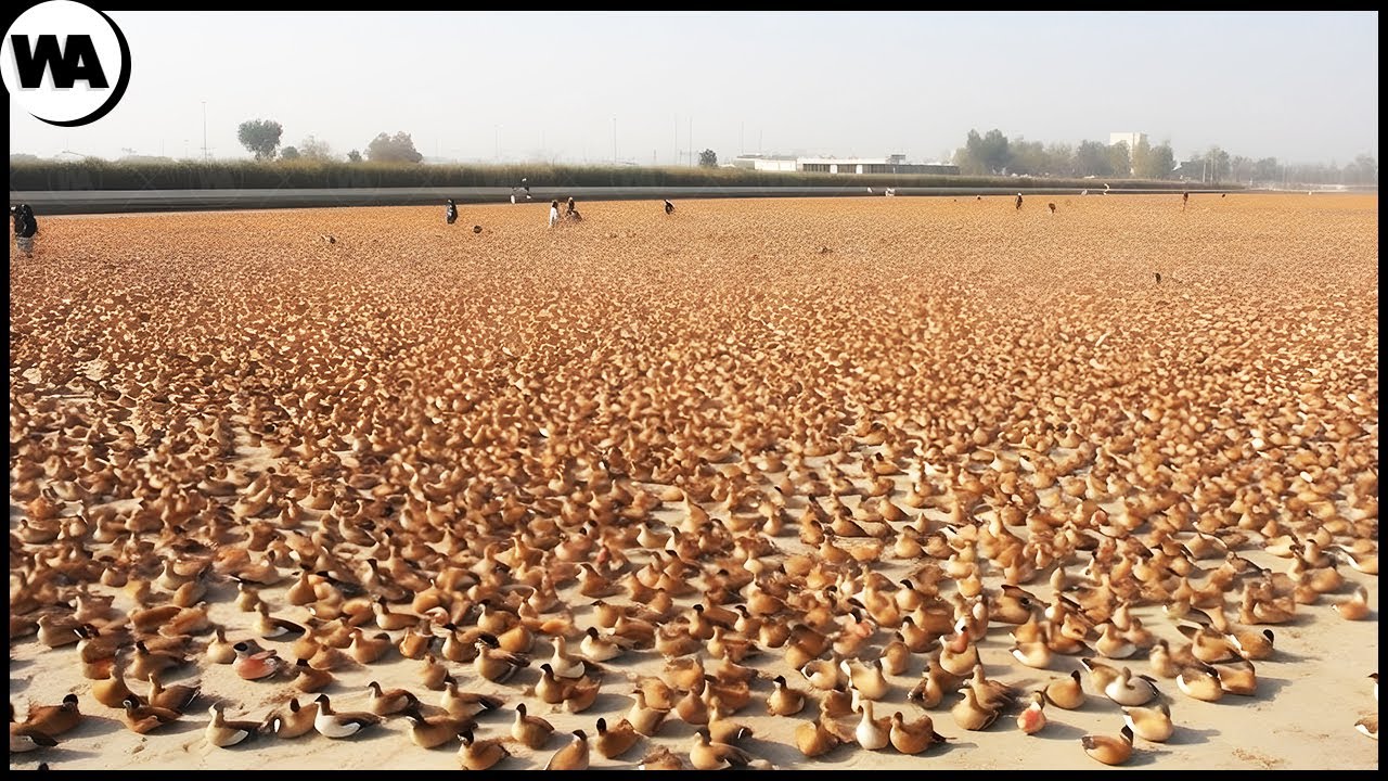 Pourquoi On Ne Mange Pas Des Millions De Canards En Chine ?