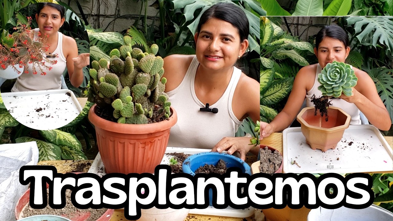 Trasplantemos cactus y SUCULENTAS