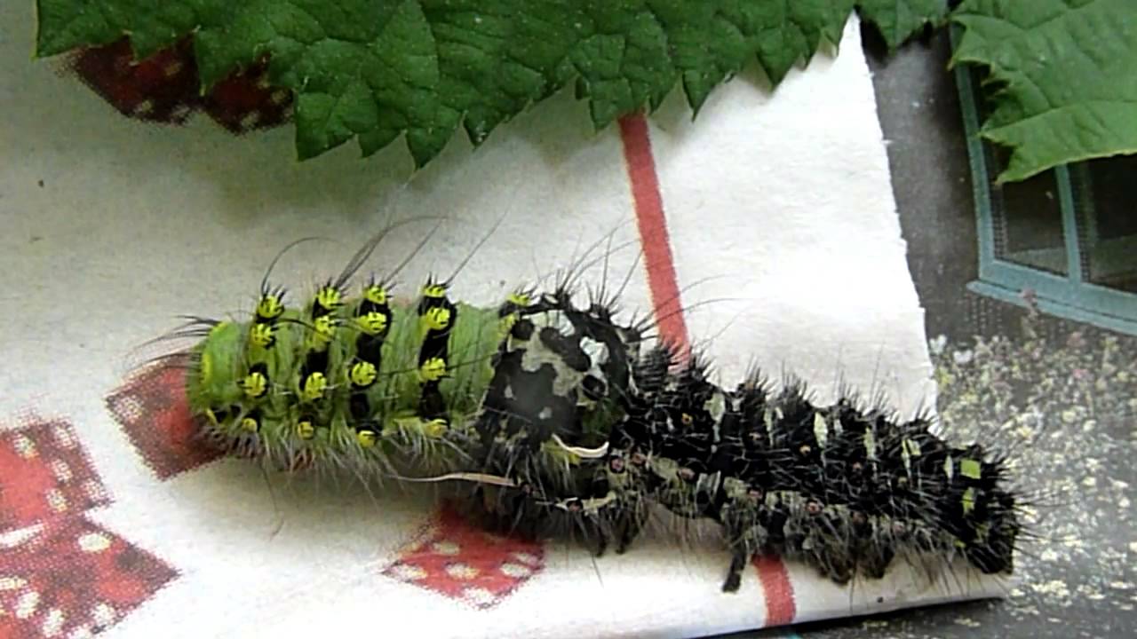 Emperor Moth Saturnia Pavonia - caterpillar moulting (realtime)