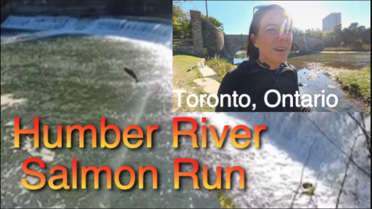 Salmon RUN. TORONTO, ONTARIO - Pretty Inspiring!