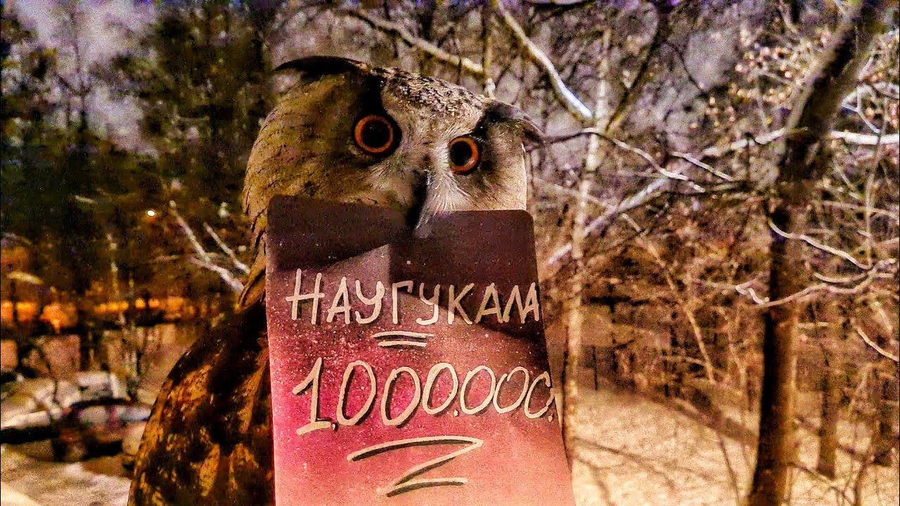 Сова наугукала на миллион! Что теперь делать?