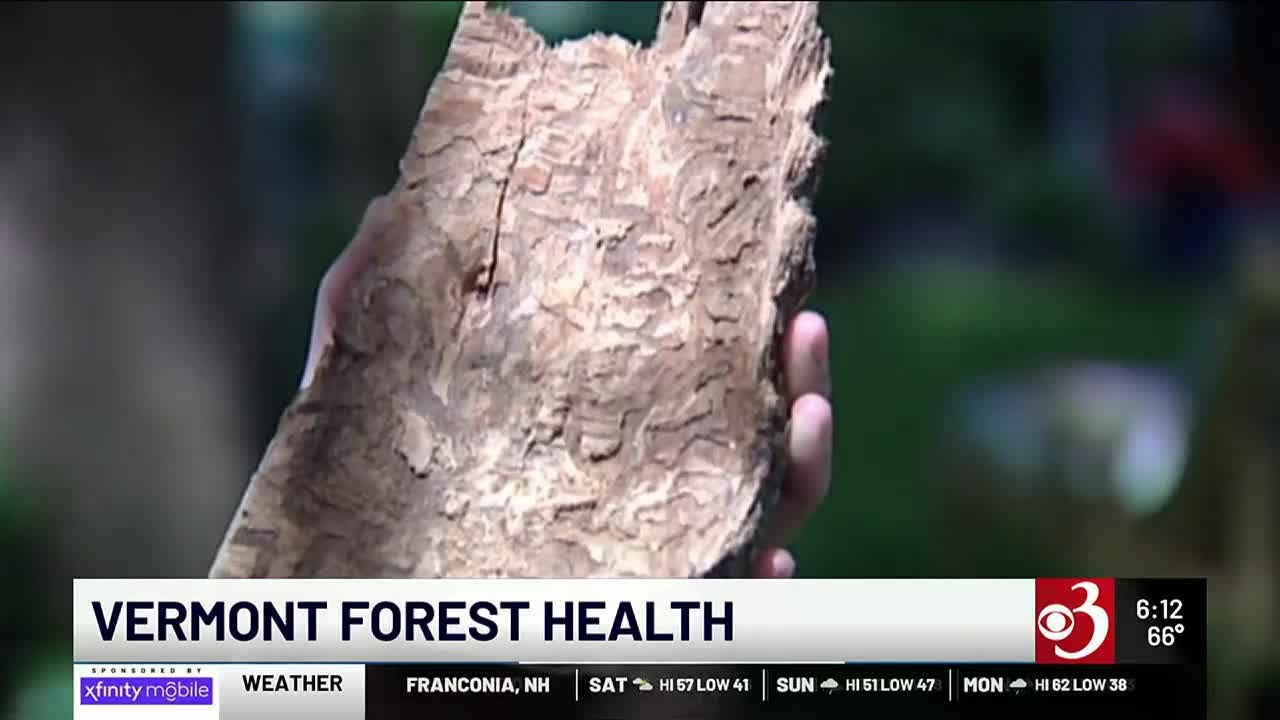 Vermont continues to fend off invasive beetle