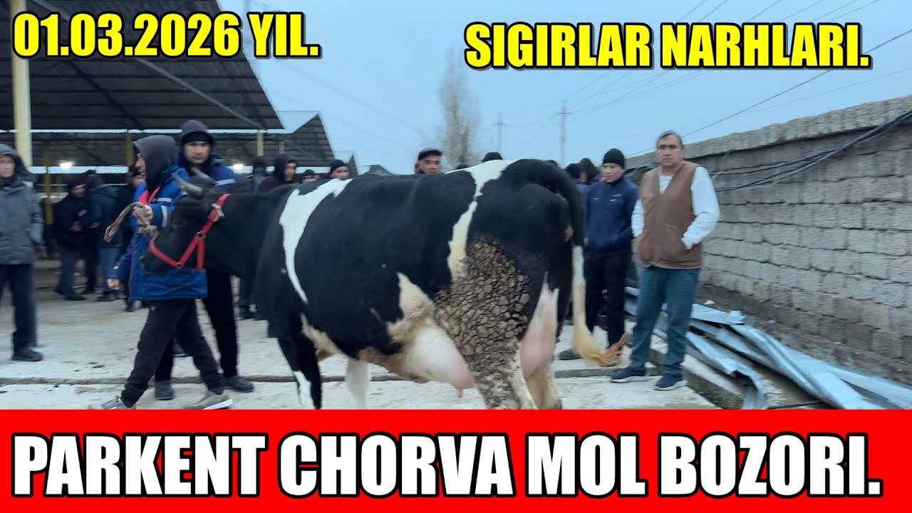 TOSHKENT VIL, PARKENT TUMANI, BOYQOZON QO’RG’ONI, CHORVA MOL BOZORI,SIGIRLAR NARHLARI.