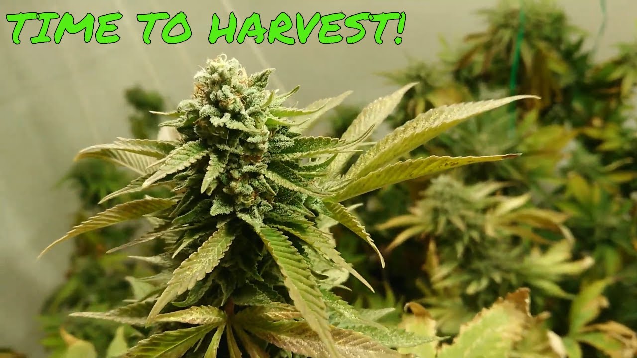🌱💚Indoor AMNESIA Weed Grow 💚🌱01.05.20🌱🔥💚