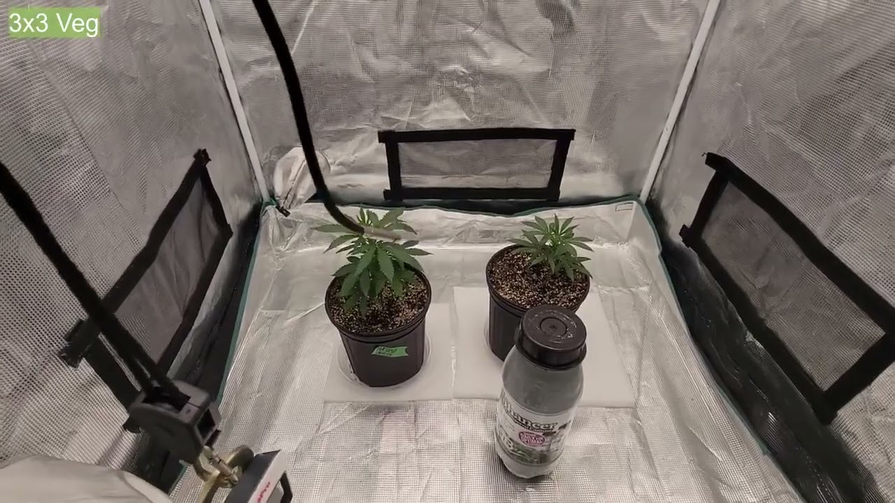 ZOLTRIX GROWER - IS IT TIME FOR THE LA CONFIDENTIAL!  ALMOST HARVEST!  EPIC ORGANIC GARDENING #tnb