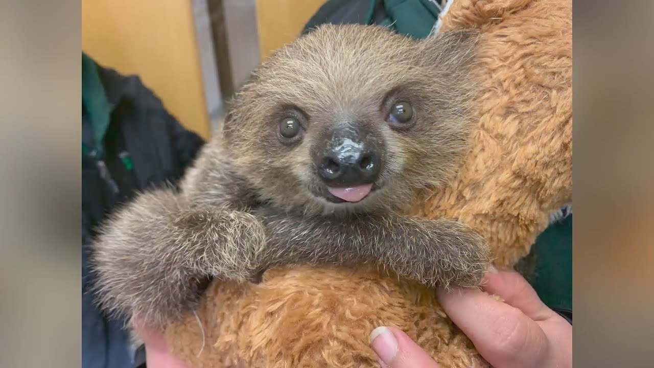 Virginia Zoo mourns death of two-toed sloth Riley