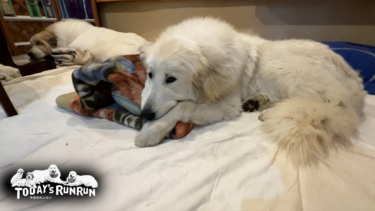 縄張りの一番良い場所はリリーに解放するアランです　Great Pyrenees　グレートピレニーズ