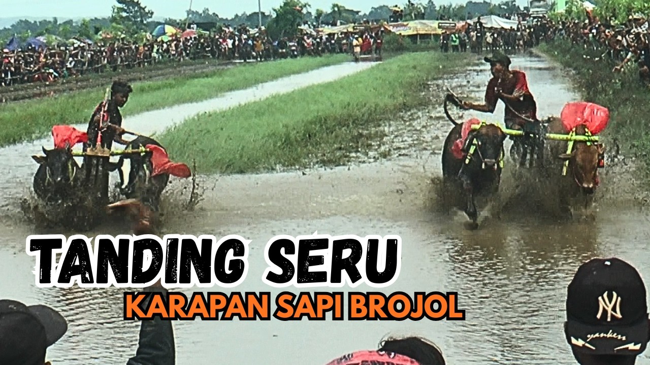 DUEL SENGIT  LAGA KARAPAN SAPI BROJOL  JELANG BULAN RAMADHAN