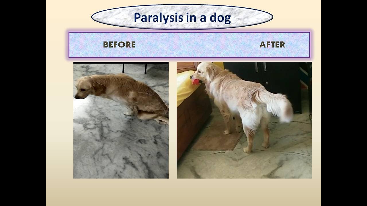 Paralysis in a dog CURED with Homeopathy By Dr. Nisha Sheth