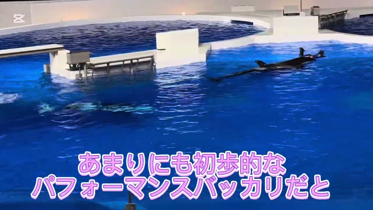 神戸須磨シーワールド オルカパフォーマンス 2024.11.18  18:00